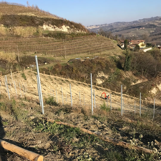 Rebberg TRIVÈ: Work in progress